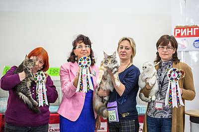 �������� ����� '�������� ���-�����'  5-6 ������ 2014 WCF-����� wcf-Young CatSalon-297.jpg